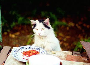 家里有挑嘴的猫咪千万不要投其所好,养猫的人必看的食物指南