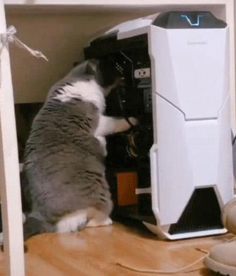 养了只超精明的猫,竟想把零食藏在电脑主机里,幸好抓个正着