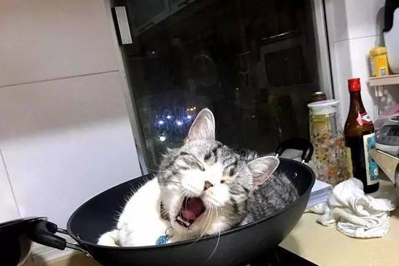 猫咪偏爱睡在铁锅中,引起宝宝模仿后,主仆共同坐锅使铲屎官无奈