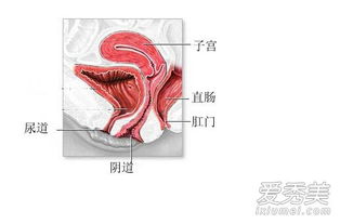 阴道是什么形状的 关于女人四大私处的秘密你了解多少