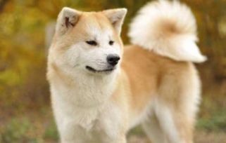 秋田犬是哪个国家的 秋田犬价格多少钱一只