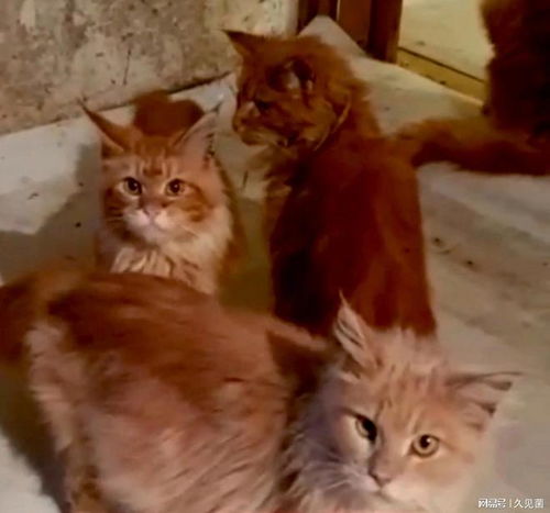俄罗斯女子家中死亡2周,被自养的20只猫吃掉,猫为何会吃主人
