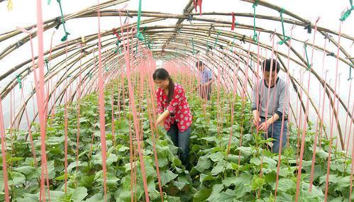 黄淮流域1月份种瓜种菜小常识,农民早知早防备