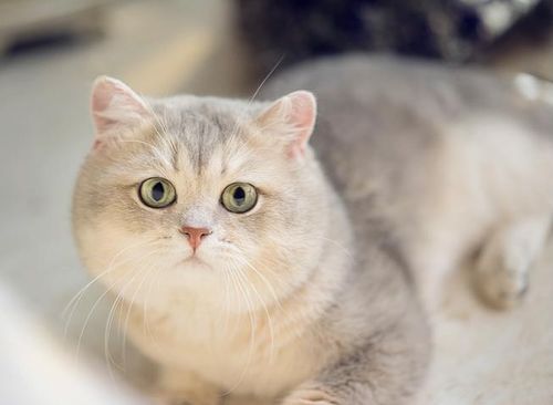 英短猫能活多久 5招延长寿命