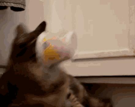 猫喝酸奶有什么好处 