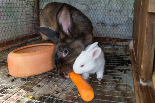 有谁听过熊养兔子是为了吃兔子的故事,到底想表达什么意思 