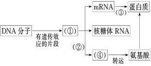 细胞内的脂肪的作用不包括A.储存能量B.保温C.缓冲.减压D.细胞膜的成分 青夏教育精英家教网 