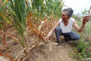 辽宁大连严重干旱 十万人因旱饮水困难 