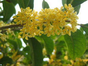 桂花树 桂花树的特点