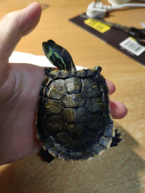 请问大神们 这只黄耳巴西龟龟壳背侧面凹陷下去是怎么回事呀 