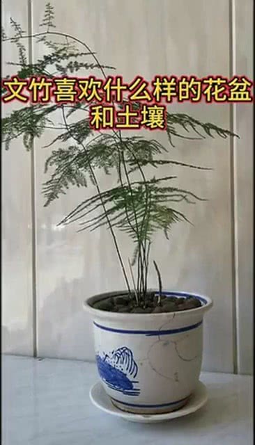 适合养文竹的花盆？