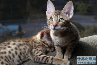 世界十大畅销猫品种,斯芬克斯排名第一 