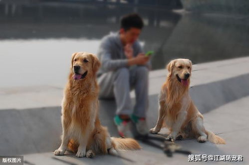 在农村为何总说狗来富 源于这几种说法,你家来过狗吗