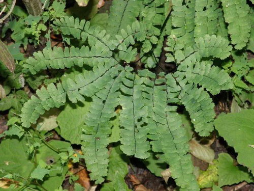 北京地区野生蕨类植物彩色图鉴 上