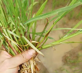 水稻田有一类稗草,打了除草剂对其效果一般,农民该怎么办