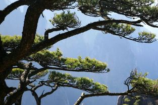 关于松树和竹子的诗句