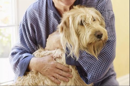 老年犬常见的8种健康问题,想狗狗活得久,主人就要小心这些疾病