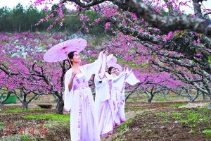 十里桃花 雨中迎客 2017连州桃花节 昨日开幕 