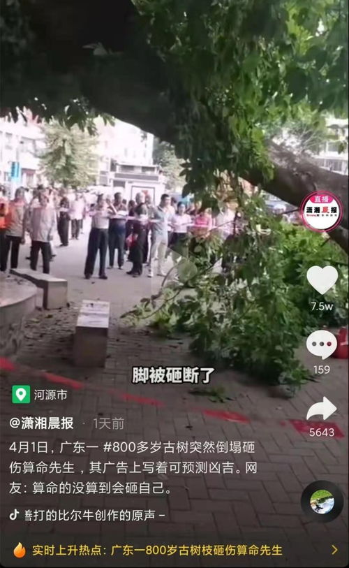 广东一800岁古树枝砸伤算命先生,其广告称可预测凶吉,网友 人算不如天算