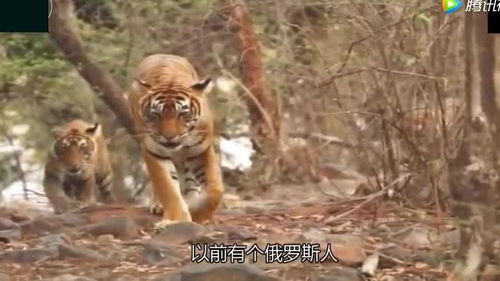 老虎和狮子,到底谁更厉害 有没有什么证据 看完视频就知道了 