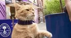电影丨流浪猫鲍勃 灰暗生活,人与猫之间的温馨故事