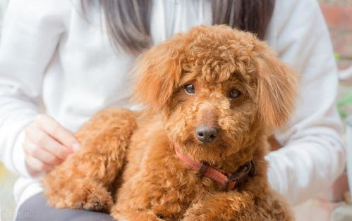 如何饲养 泰迪犬 宠物医生 7项实用经验总结,让你更懂它