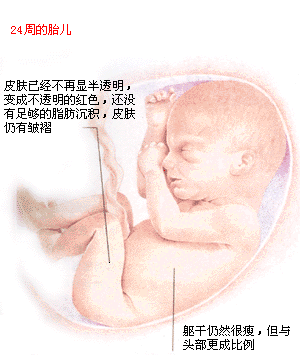 六个月胎儿彩超(怀孕6个月三维彩超,帮我看看正常是否胎儿的大小)