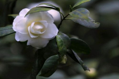 camellia的爱情寓意 给喜欢的人备注camellia