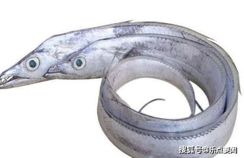 罕见 龙王鱼 被捕,体长达6米,据说还能预知地震