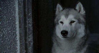 一部宠物类电影 南极大冒险 , 让你在影院哭成狗