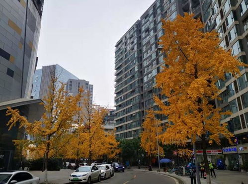 成都初冬景色 成都花牌坊 