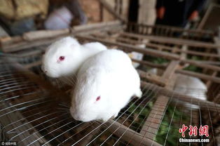 奇 农户家出生不久的两只小白兔没耳朵