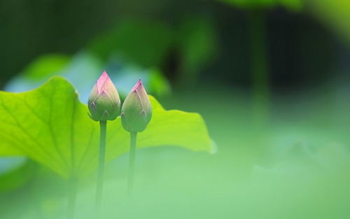 15天后,如胶似漆,形影不离,3星座邂逅真爱,余生携手相爱相依