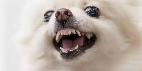 狗狗得了牙龈炎,是什么原因导致的 这5种方法很适用 