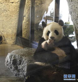首只在比利时出生的熊猫宝宝取名天宝,寓意上天赐予的宝贝