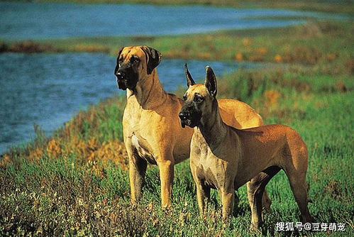 最聪明的五种巨型犬品种,排名第一不是纯种的,而是通过杂交来的