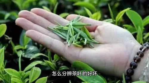 怎么分辨茶叶的好坏 