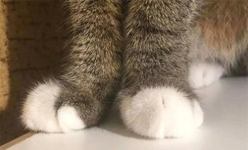 猫咪的小爪子很萌,但关于猫爪的五个冷知识你都知道吗