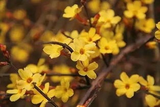 迎春花有几个花瓣组成迎春花的花朵像什么,迎春花有几个花瓣组成迎春花的花朵像什么