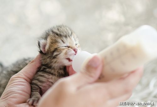 这3类人 没资格 养猫,否则猫咪过得不开心,还给自己徒增烦恼