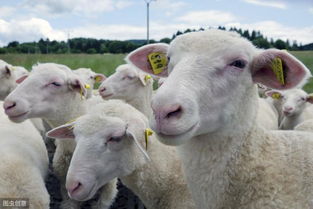 养羊经验 怀孕母羊的各阶段对营养的需求分析