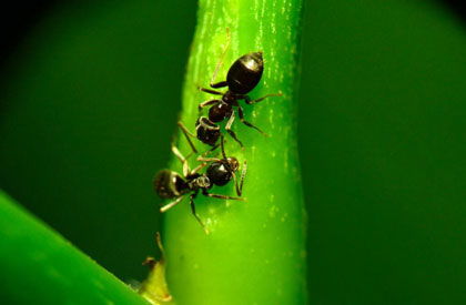 家里有蚂蚁怎么办能除根吗 几种清除办法须知