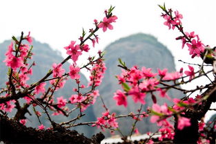 桃花树的知识(桃花树的介绍)