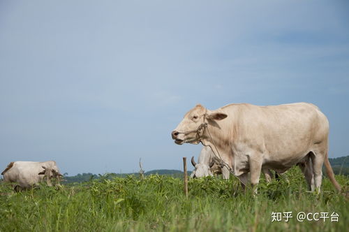 牛舍地面到底应该用哪种材质好呢 