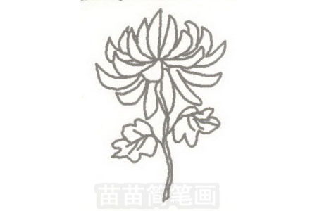 菊花简笔画简单画法 