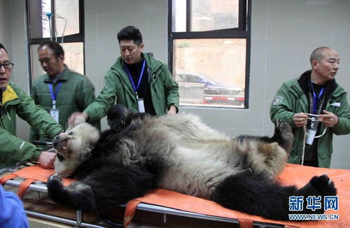 四川卧龙发现生病野生大熊猫 已被隔离救治 