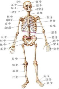 胳膊拿重东西颈椎疼怎么回事 