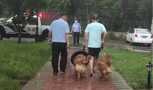 固安县公安局犬类管理大队持续开展文明养犬巡查
