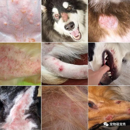 狗狗皮肤病治疗方法 宠物真菌螨虫细菌皮炎脓皮湿疹毛囊炎的区别及预防教程 