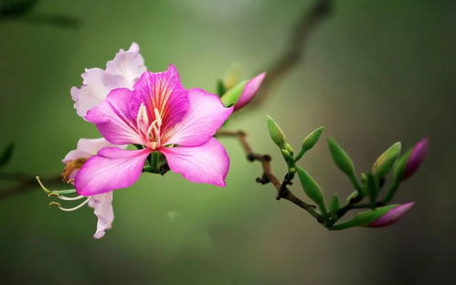 怎样给花拍摄特写有什么技巧吗(如何拍出花的质感)